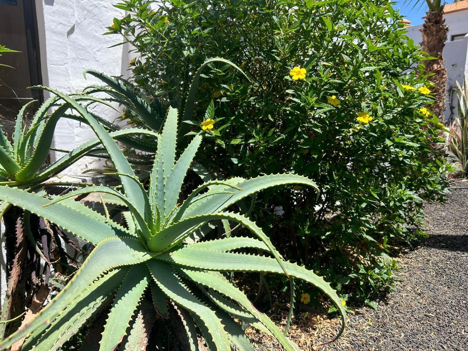 Apartamentos Gala Corralejo Exteriér fotografie